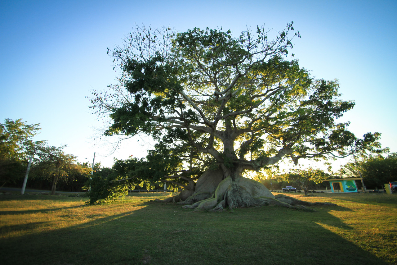 Banyan Tree, Puerto Rico