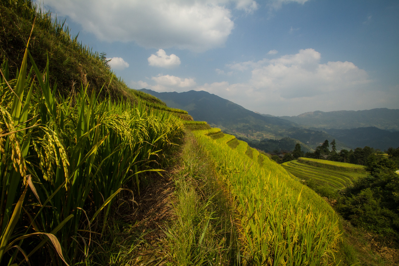 Longji Rice Terraces, Guanxi, China