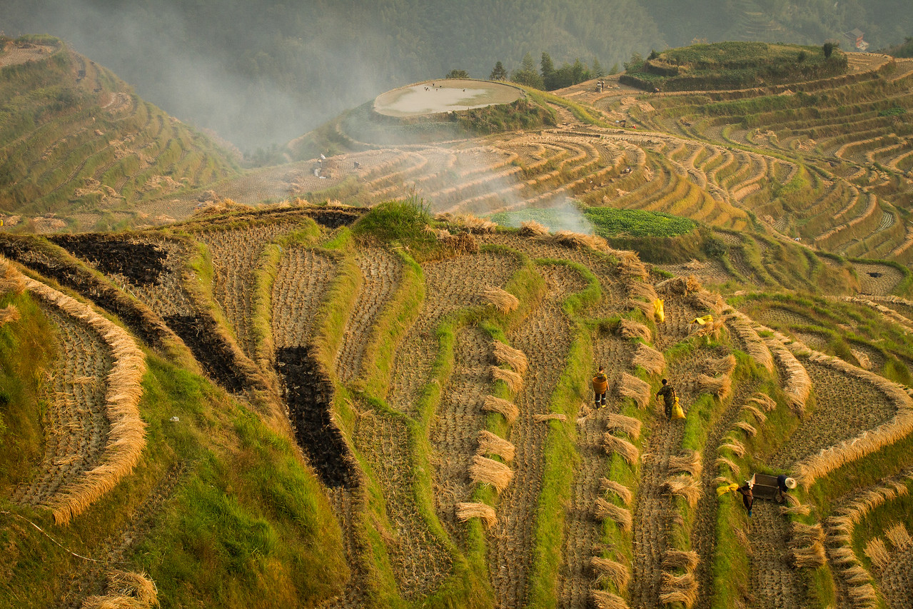 Lonji Rice Terraces, Guanxi, China