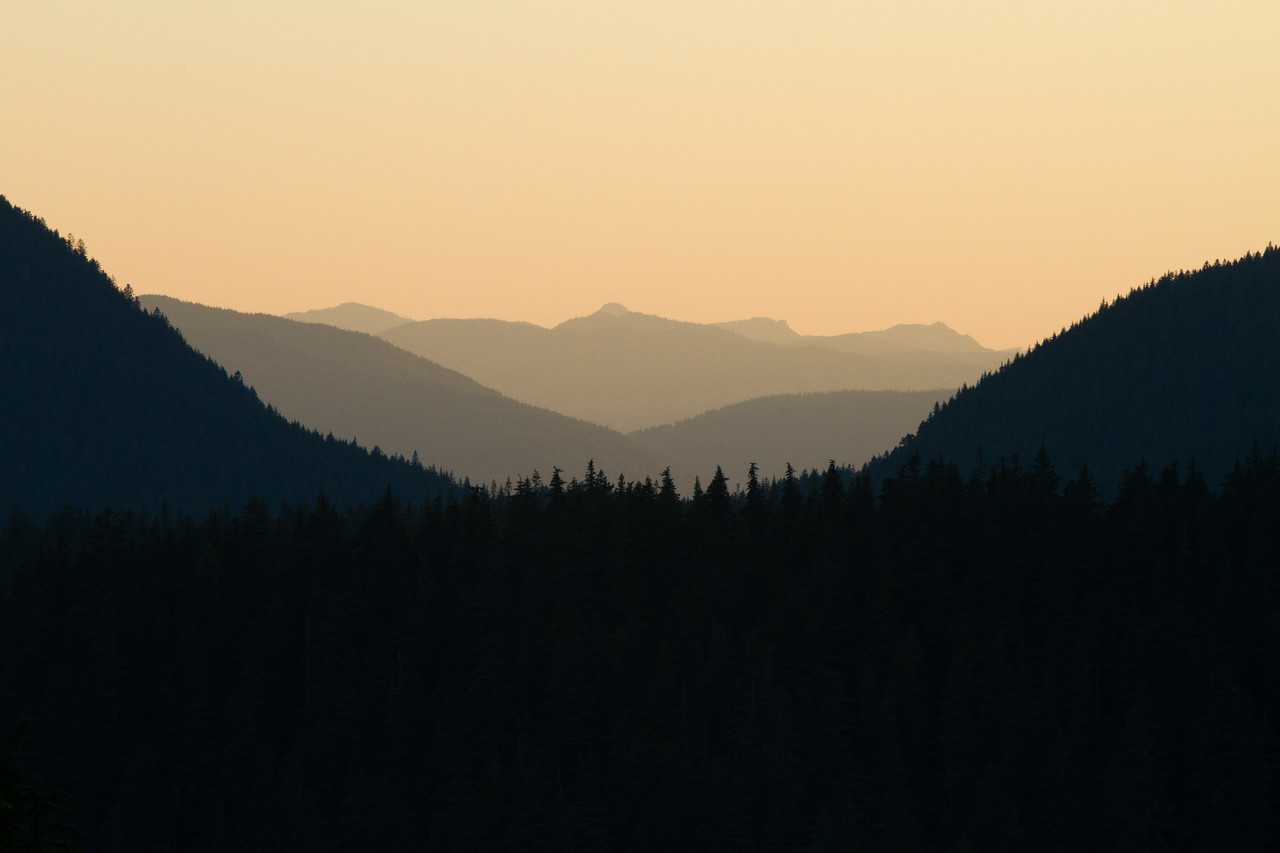 Sea of Trees, Oregon, USA