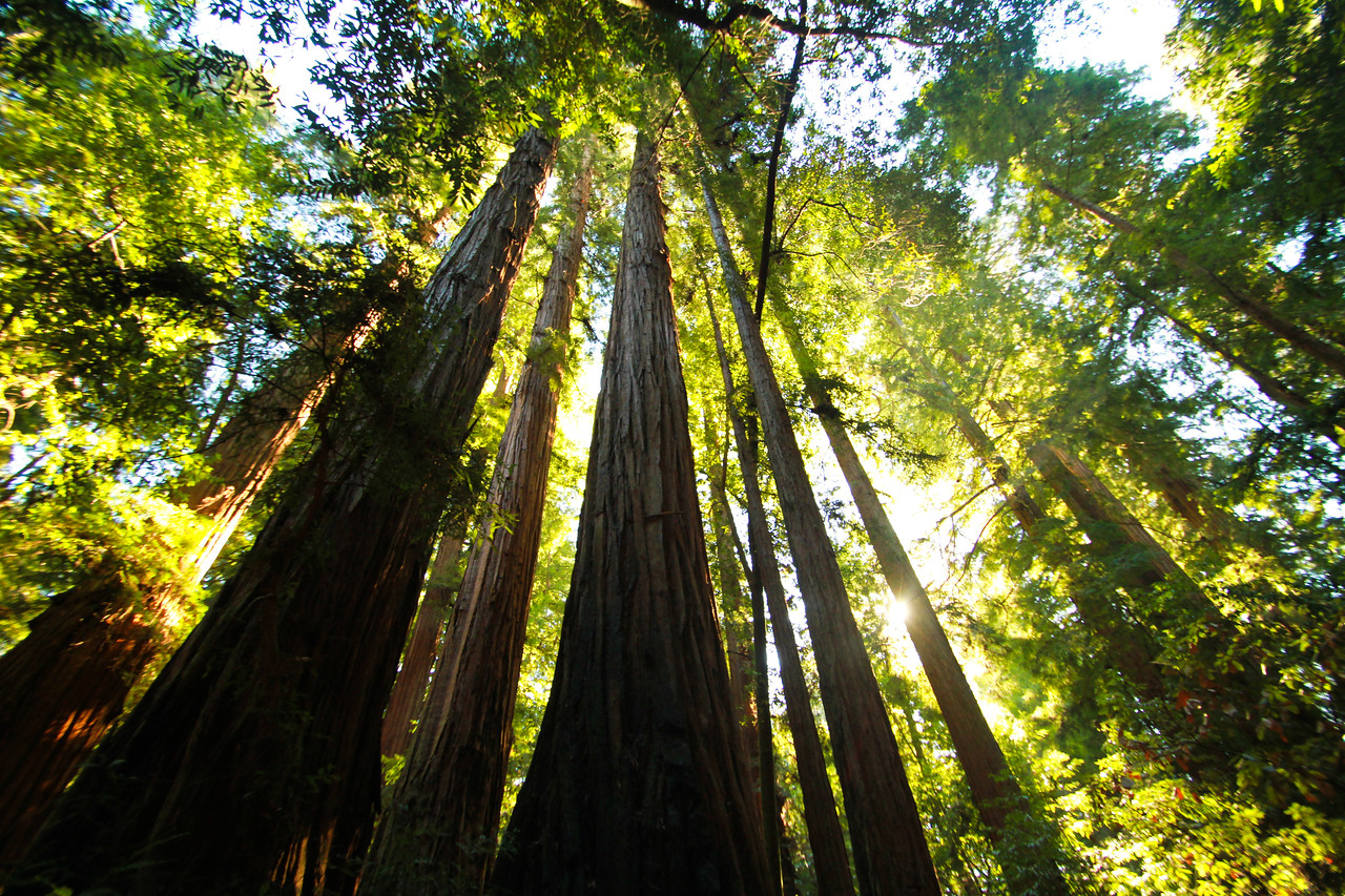 Red Woods, Santa Cruz, California, USA